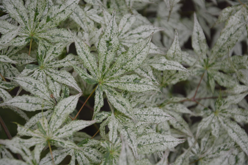 - FOR PICKUP ONLY | Acer palmatum 'Ukigumo' Floating Clouds Japanese Maple | DOES NOT SHIP - Mr Maple │ Buy Japanese Maple Trees