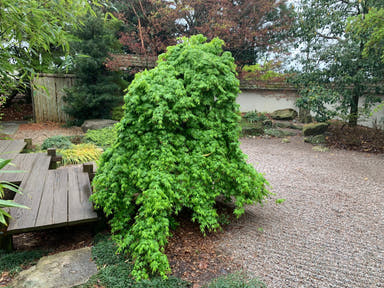 - FOR PICKUP ONLY | Acer palmatum 'Ryusen' Japanese Maple | DOES NOT SHIP - Mr Maple │ Buy Japanese Maple Trees