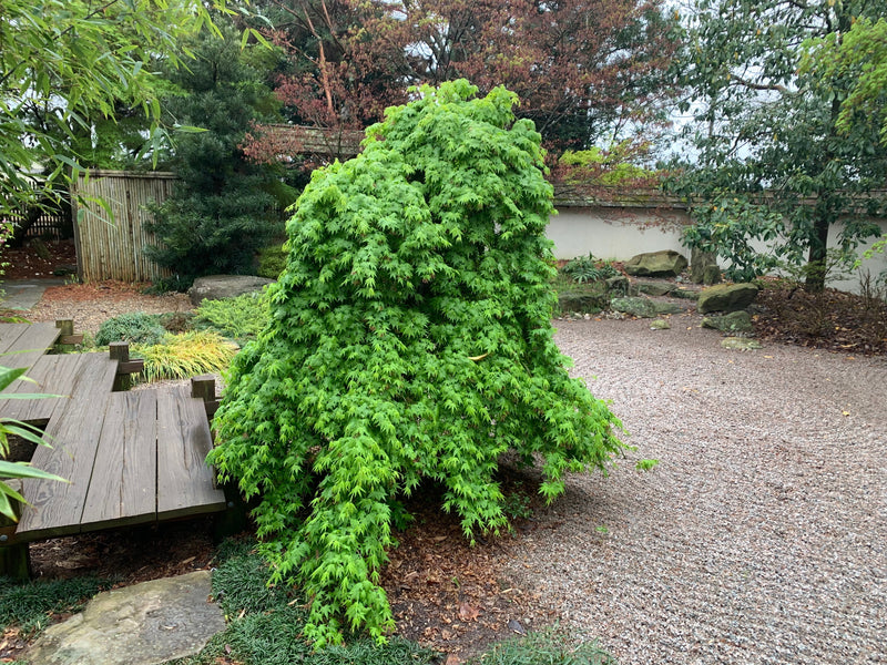 - FOR PICKUP ONLY | Acer palmatum 'Ryusen' Japanese Maple | DOES NOT SHIP - Mr Maple │ Buy Japanese Maple Trees