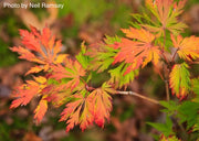 - FOR PICKUP ONLY | Acer japonicum 'Mai kujaku' Dancing Peacock Japanese Maple | DOES NOT SHIP - Mr Maple │ Buy Japanese Maple Trees
