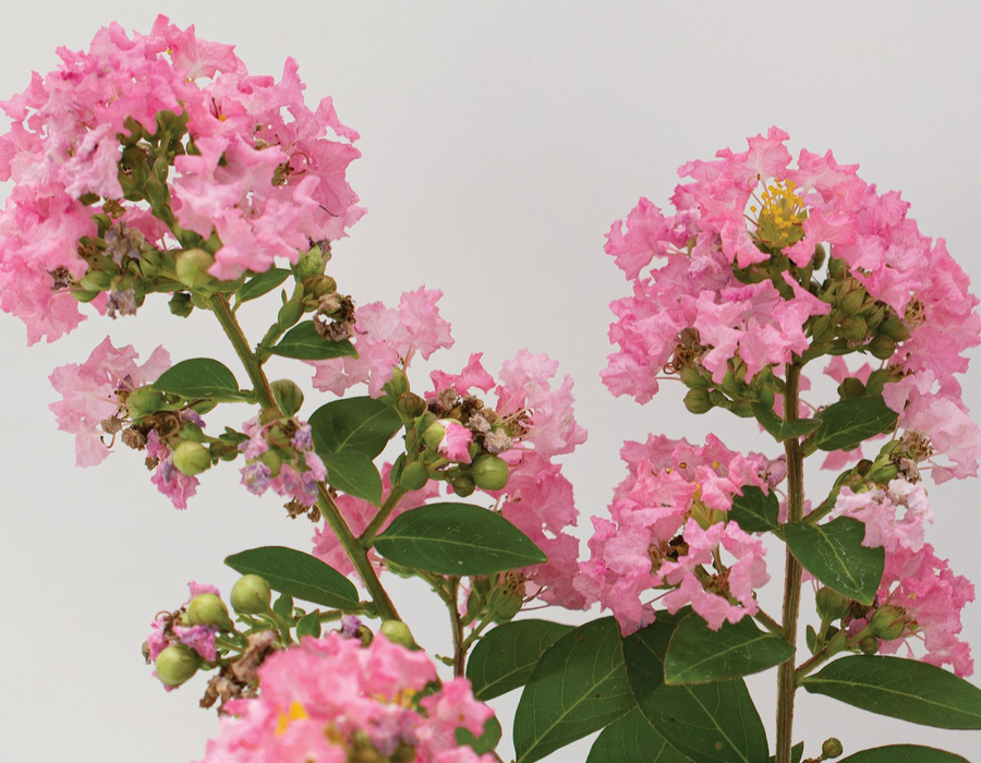 Lagerstroemia 'Bellini®' Guava Pink Flowering Crepe Myrtle