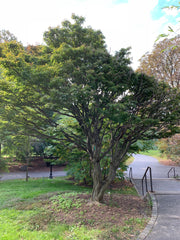 - FOR PICKUP ONLY | Acer palmatum 'Shishigashira' Lion's Head Japanese Maple | DOES NOT SHIP - Mr Maple │ Buy Japanese Maple Trees