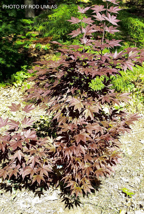 Acer palmatum 'Wetumpka Red' Japanese Maple Tree