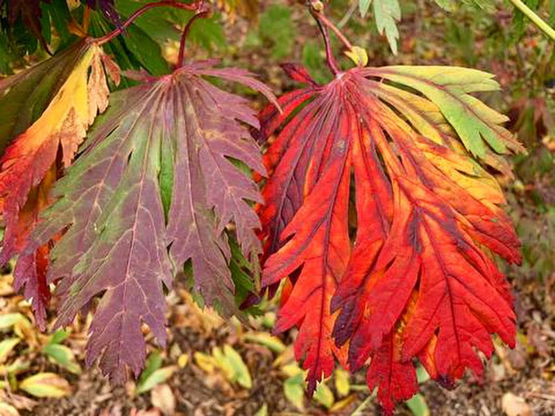 - FOR PICKUP ONLY | Acer japonicum 'Mai kujaku' Dancing Peacock Japanese Maple | DOES NOT SHIP - Mr Maple │ Buy Japanese Maple Trees