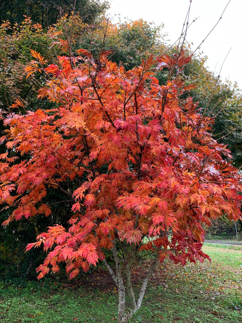 - FOR PICKUP ONLY | Acer japonicum 'Mai kujaku' Dancing Peacock Japanese Maple | DOES NOT SHIP - Mr Maple │ Buy Japanese Maple Trees