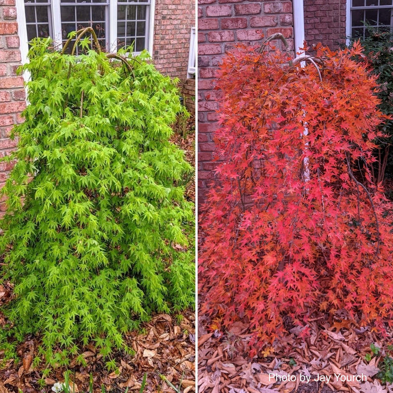 - FOR PICKUP ONLY | Acer palmatum 'Ryusen' Japanese Maple | DOES NOT SHIP - Mr Maple │ Buy Japanese Maple Trees