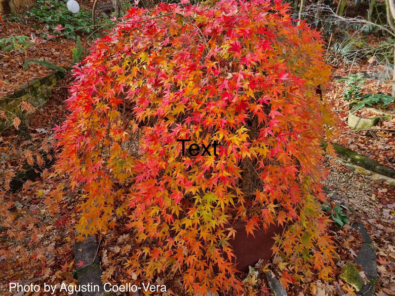 - FOR PICKUP ONLY | Acer palmatum 'Ryusen' Japanese Maple | DOES NOT SHIP - Mr Maple │ Buy Japanese Maple Trees