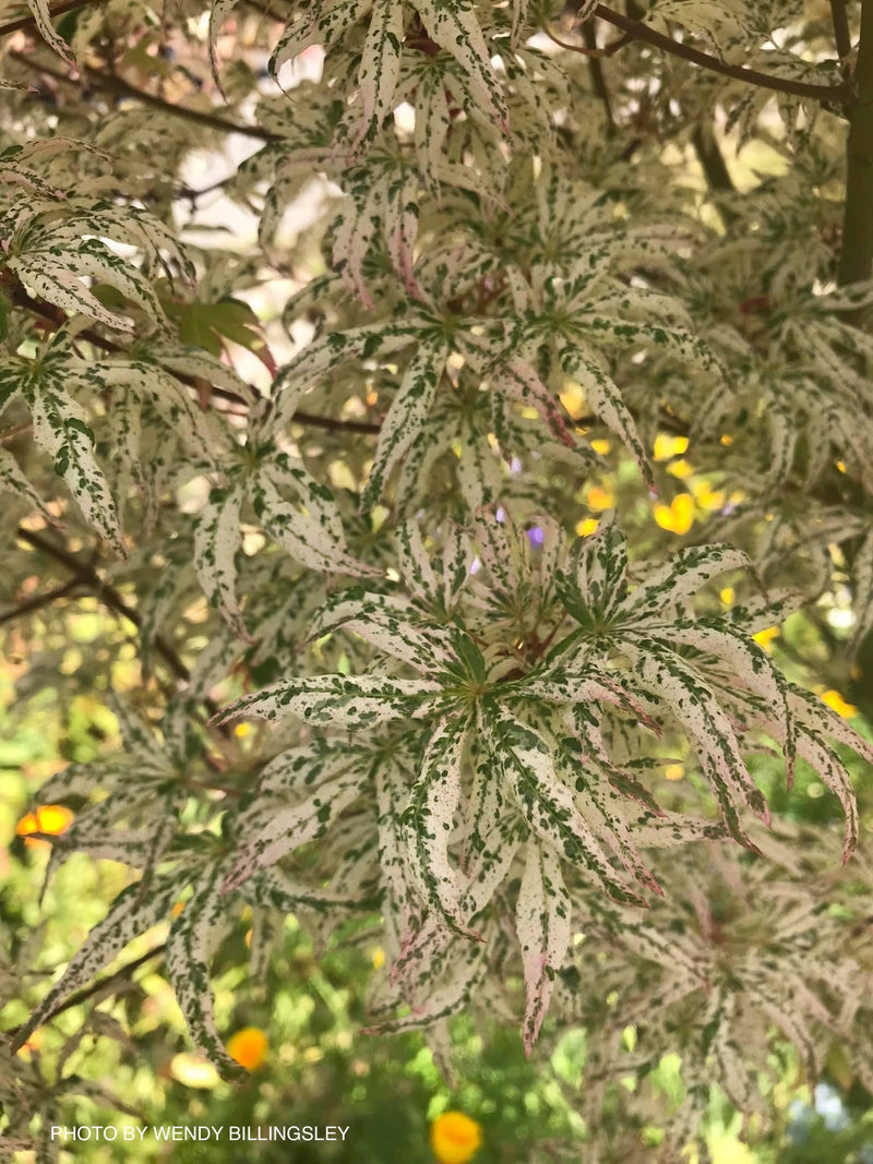 - FOR PICKUP ONLY | Acer palmatum 'Ukigumo' Floating Clouds Japanese Maple | DOES NOT SHIP - Mr Maple │ Buy Japanese Maple Trees