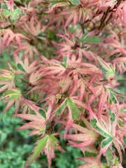 - FOR PICK UP ONLY | Acer palmatum 'Butterfly' Japanese Maple | DOES NOT SHIP - Mr Maple │ Buy Japanese Maple Trees