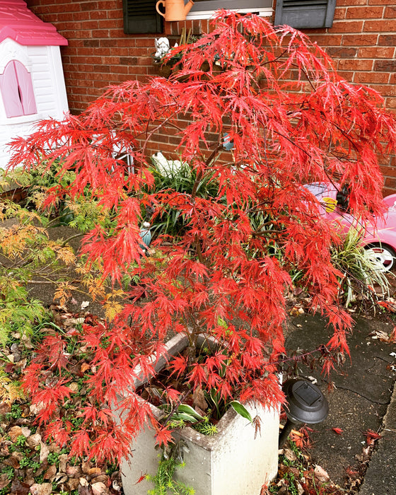 FOR PICK UP ONLY | Acer palmatum 'Inaba shidare' Japanese Maple | 15 Gallon | DOES NOT SHIP