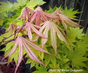 - FOR PICK UP ONLY | Acer palmatum 'Amber Ghost' Japanese Maple | DOES NOT SHIP - Mr Maple │ Buy Japanese Maple Trees
