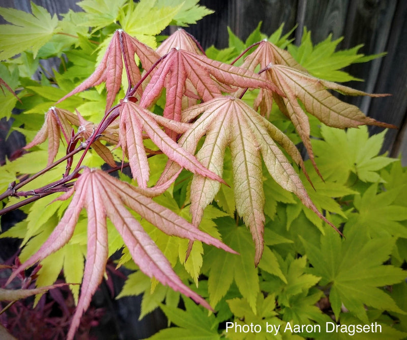 - FOR PICK UP ONLY | Acer palmatum 'Amber Ghost' Japanese Maple | DOES NOT SHIP - Mr Maple │ Buy Japanese Maple Trees