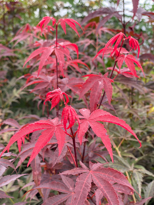 FOR PICK UP ONLY | Acer palmatum 'Emperor 1' Japanese Maple Tree | DOES NOT SHIP