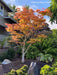 - FOR PICK UP ONLY | Acer palmatum 'Amber Ghost' Japanese Maple | DOES NOT SHIP - Mr Maple │ Buy Japanese Maple Trees