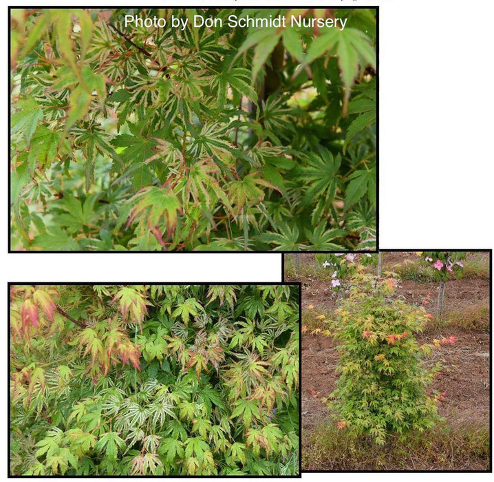 FOR PICKUP ONLY | Acer palmatum 'Iro iro' Japanese Maple | DOES NOT SHIP