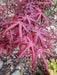 - FOR PICK UP ONLY | Acer palmatum 'Peve Starfish' Japanese Maple | DOES NOT SHIP - Mr Maple │ Buy Japanese Maple Trees