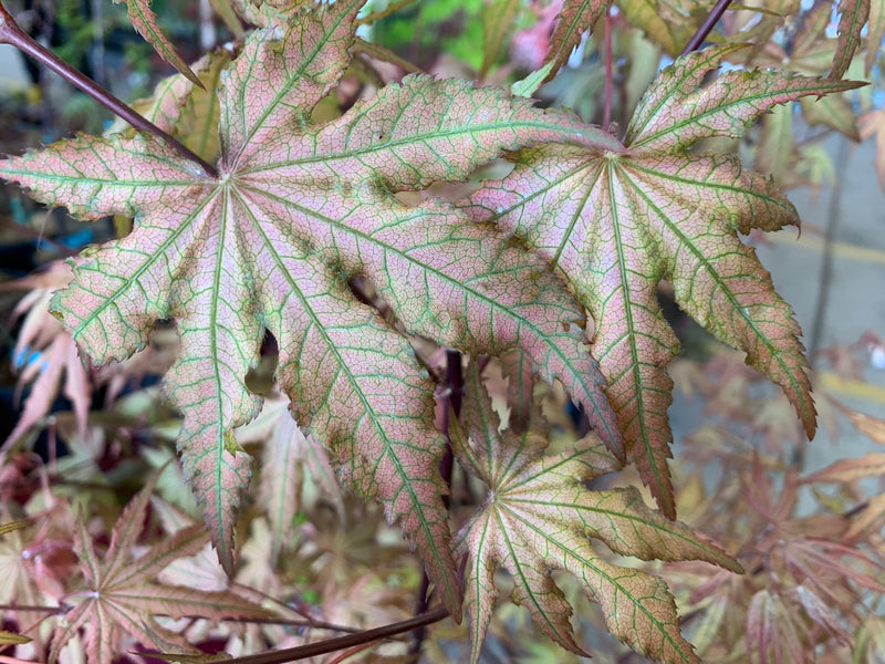 - FOR PICKUP ONLY | Acer palmatum 'Nebula' Variegated Japanese Maple | DOES NOT SHIP - Mr Maple │ Buy Japanese Maple Trees