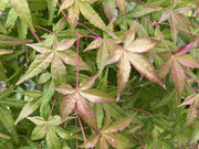 - FOR PICK UP ONLY | Acer palmatum 'Golden Falls' Weeping Golden Japanese Maple | DOES NOT SHIP - Mr Maple │ Buy Japanese Maple Trees