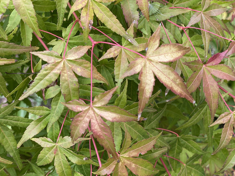 - FOR PICK UP ONLY | Acer palmatum 'Golden Falls' Weeping Golden Japanese Maple | DOES NOT SHIP - Mr Maple │ Buy Japanese Maple Trees