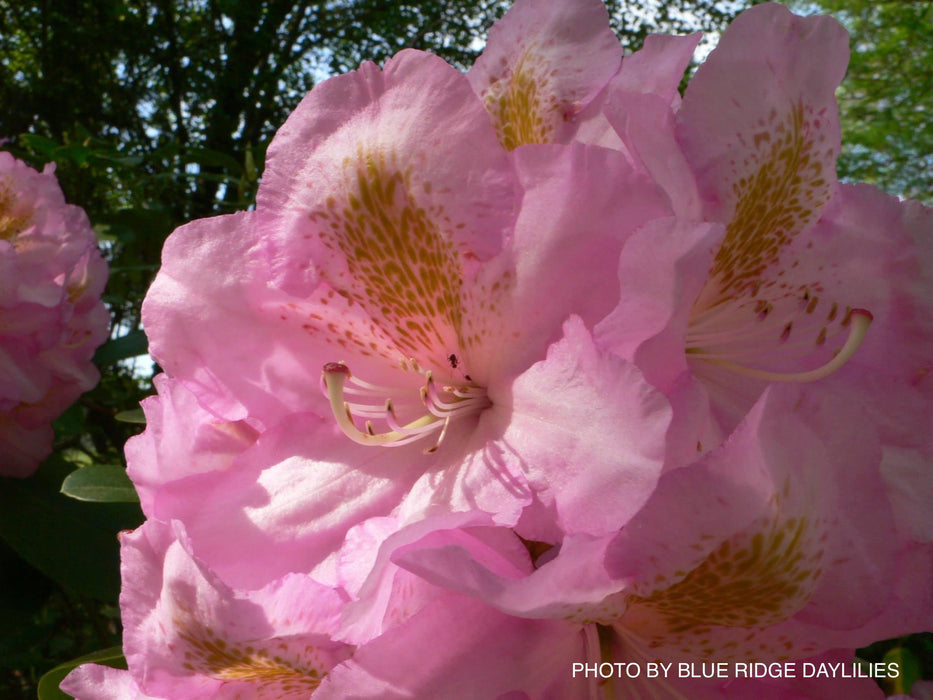 Rhododendron 'Scintillation' Evergreen Pink Blooms