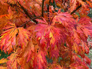 - FOR PICKUP ONLY | Acer japonicum 'Mai kujaku' Dancing Peacock Japanese Maple | DOES NOT SHIP - Mr Maple │ Buy Japanese Maple Trees