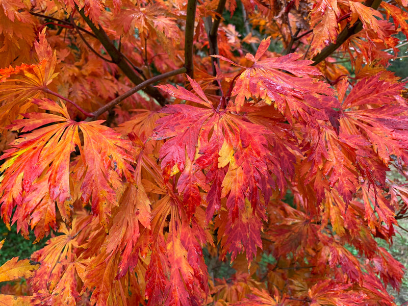 - FOR PICKUP ONLY | Acer japonicum 'Mai kujaku' Dancing Peacock Japanese Maple | DOES NOT SHIP - Mr Maple │ Buy Japanese Maple Trees