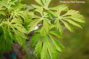 - FOR PICKUP ONLY | Acer japonicum 'Mai kujaku' Dancing Peacock Japanese Maple | DOES NOT SHIP - Mr Maple │ Buy Japanese Maple Trees