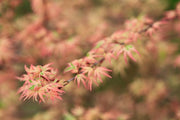 - FOR PICK UP ONLY | Acer palmatum 'Butterfly' Japanese Maple | DOES NOT SHIP - Mr Maple │ Buy Japanese Maple Trees