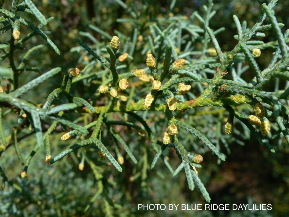 Cupressus arizonica 'Carolina Sapphire' Blue Arizona Cypress