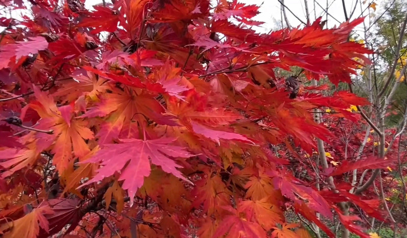 - FOR PICKUP ONLY | Acer japonicum ‘Rising Sun’ Japanese Maple | DOES NOT SHIP - Mr Maple │ Buy Japanese Maple Trees