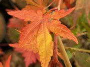 - Acer palmatum 'Gold Digger' Yellow Coral Bark Japanese Maple - Mr Maple │ Buy Japanese Maple Trees