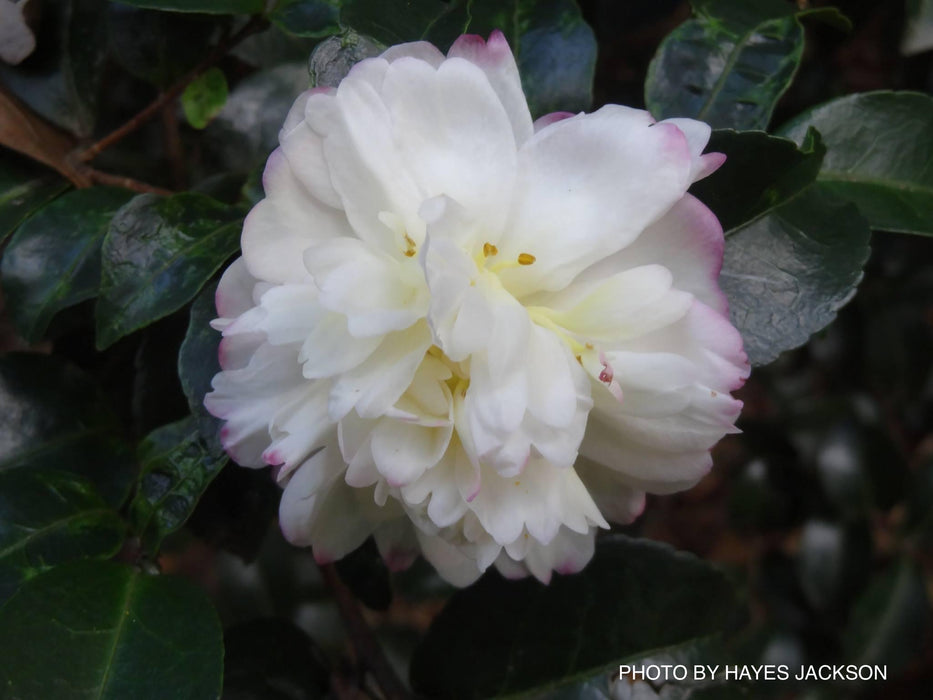 Camellia sasanqua 'Asakura' Pink Flowering Camellia