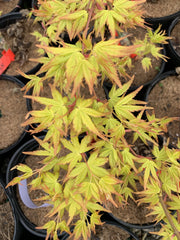 - FOR PICK UP ONLY | Acer palmatum 'Golden Falls' Weeping Golden Japanese Maple | DOES NOT SHIP - Mr Maple │ Buy Japanese Maple Trees