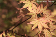 - FOR PICK UP ONLY | Acer palmatum 'Amber Ghost' Japanese Maple | DOES NOT SHIP - Mr Maple │ Buy Japanese Maple Trees