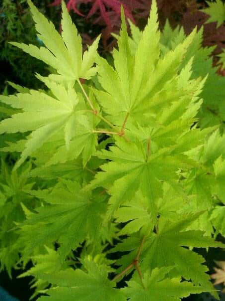 FOR PICK UP ONLY | Acer tenuifolium Full Moon Japanese Maple | DOES NOT SHIP