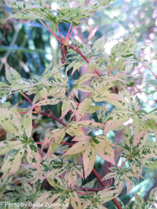 FOR PICKUP ONLY | Acer palmatum 'Ukigumo' Floating Clouds Japanese Maple | DOES NOT SHIP