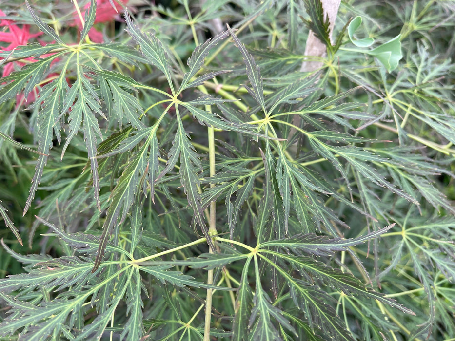 FOR PICKUP ONLY | Acer palmatum 'Pendulum Julian' Weeping Japanese Maple | DOES NOT SHIP