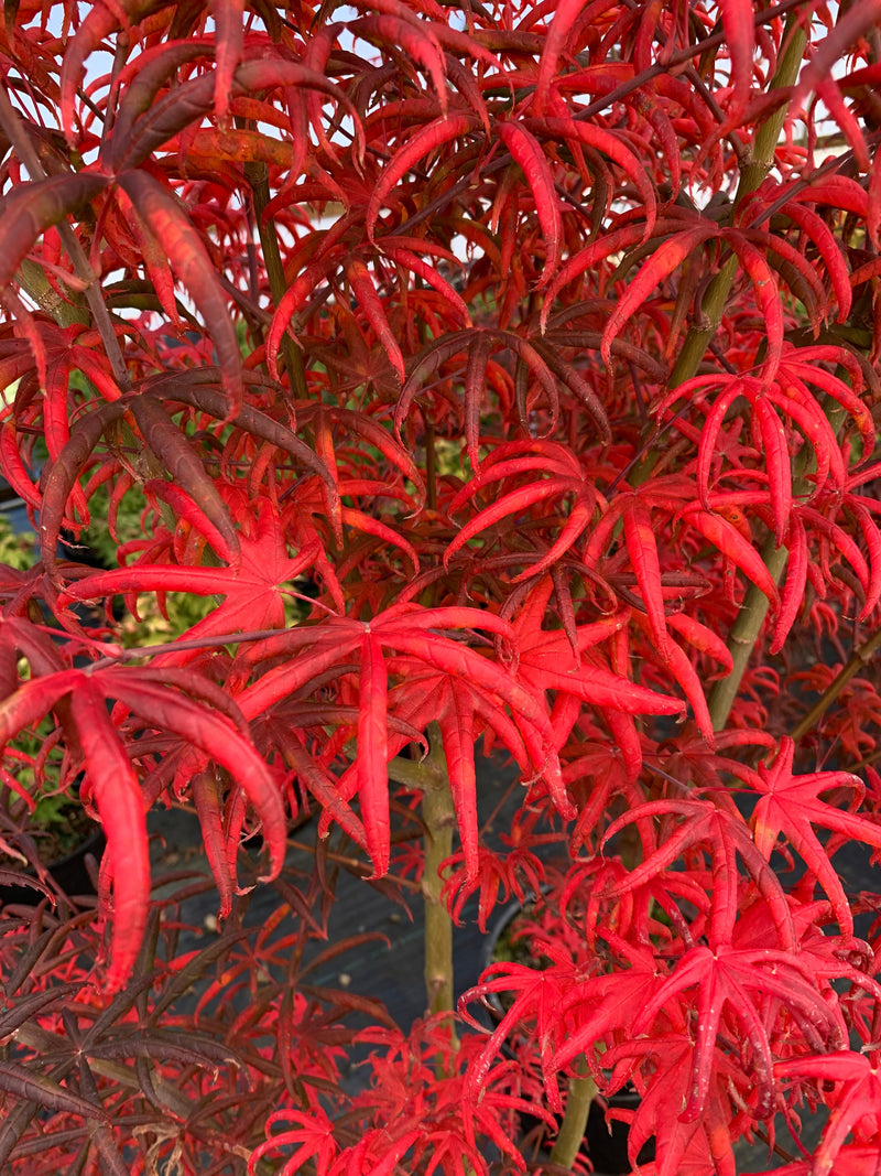 - FOR PICK UP ONLY | Acer palmatum 'Peve Starfish' Japanese Maple | DOES NOT SHIP - Mr Maple │ Buy Japanese Maple Trees