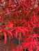 - FOR PICK UP ONLY | Acer palmatum 'Peve Starfish' Japanese Maple | DOES NOT SHIP - Mr Maple │ Buy Japanese Maple Trees