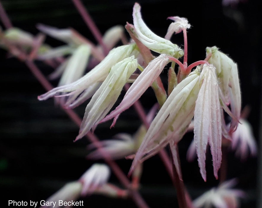 FOR PICKUP ONLY | Acer palmatum 'Ukigumo' Floating Clouds Japanese Maple | DOES NOT SHIP