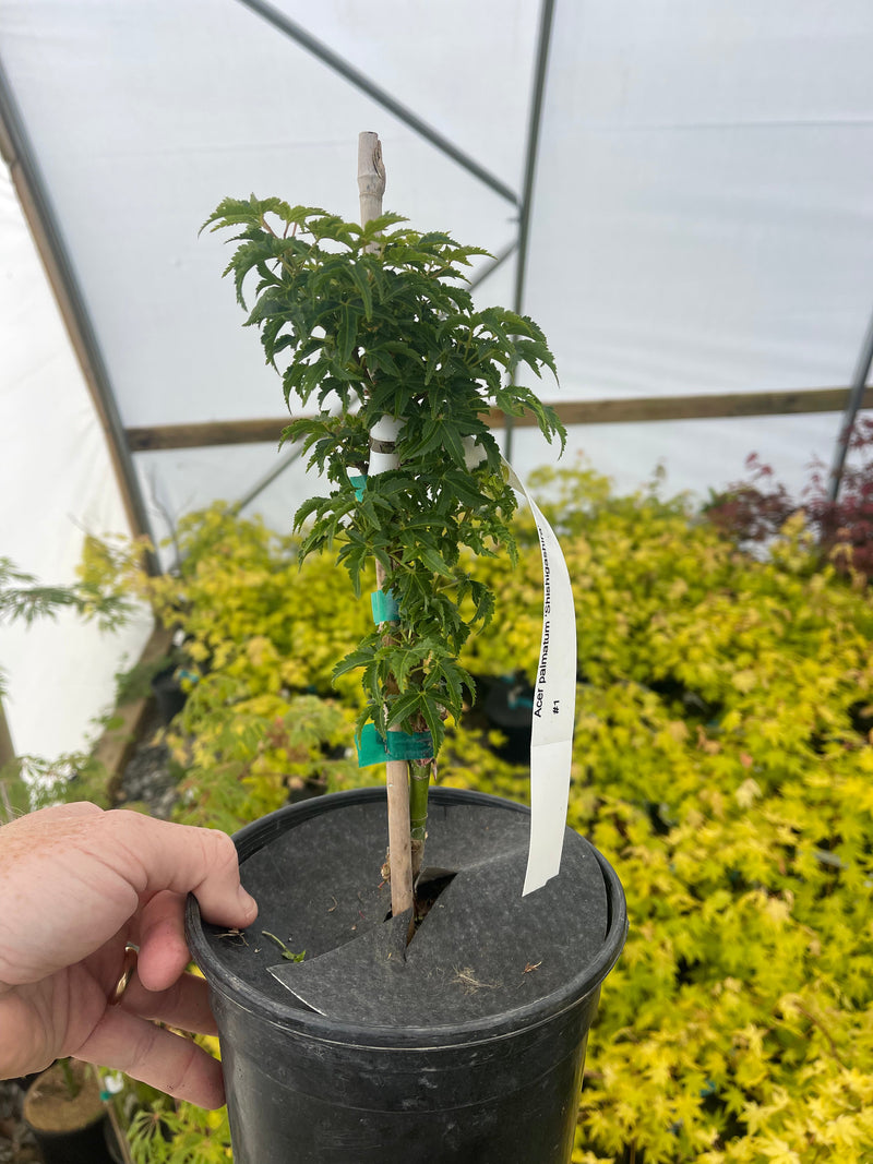 - FOR PICKUP ONLY | Acer palmatum 'Shishigashira' Lion's Head Japanese Maple | DOES NOT SHIP - Mr Maple │ Buy Japanese Maple Trees