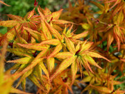 - FOR PICKUP ONLY | Acer palmatum 'Japanese Princess' Dwarf Japanese Maple | DOES NOT SHIP - Mr Maple │ Buy Japanese Maple Trees