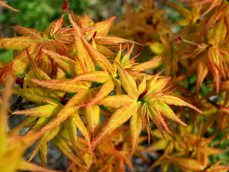 - FOR PICKUP ONLY | Acer palmatum 'Japanese Princess' Dwarf Japanese Maple | DOES NOT SHIP - Mr Maple │ Buy Japanese Maple Trees