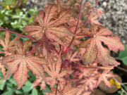 - FOR PICKUP ONLY | Acer palmatum 'Nebula' Variegated Japanese Maple | DOES NOT SHIP - Mr Maple │ Buy Japanese Maple Trees