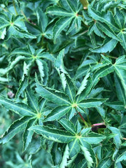 - FOR PICKUP ONLY | Acer palmatum 'Shishigashira' Lion's Head Japanese Maple | DOES NOT SHIP - Mr Maple │ Buy Japanese Maple Trees