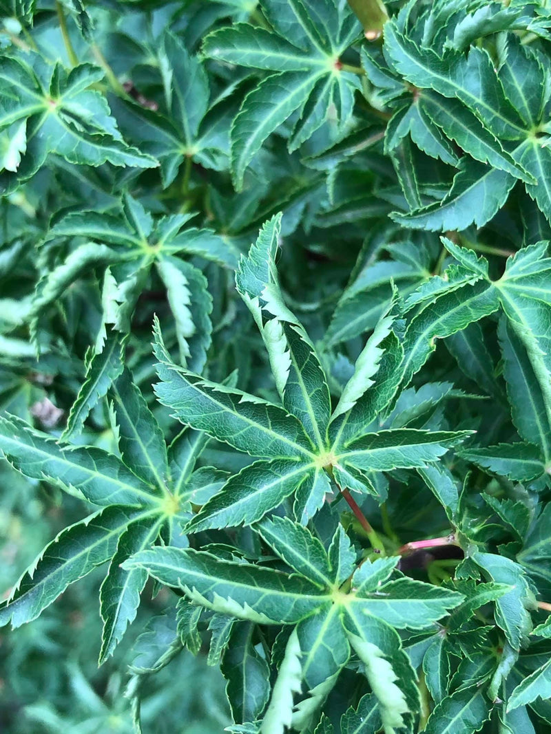 - FOR PICKUP ONLY | Acer palmatum 'Shishigashira' Lion's Head Japanese Maple | DOES NOT SHIP - Mr Maple │ Buy Japanese Maple Trees