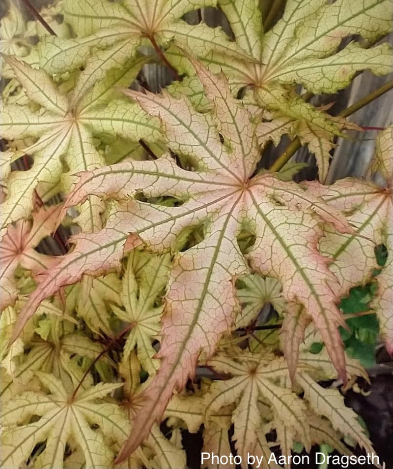 - FOR PICK UP ONLY | Acer palmatum 'Amber Ghost' Japanese Maple | DOES NOT SHIP - Mr Maple │ Buy Japanese Maple Trees