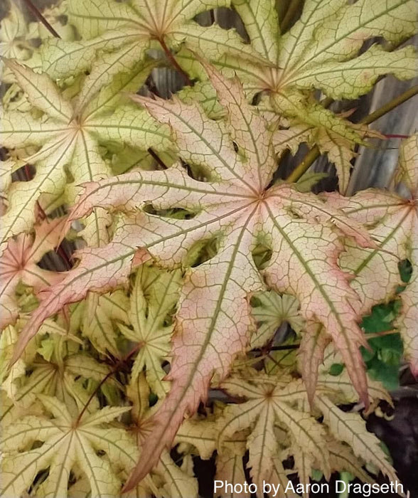 FOR PICK UP ONLY | Acer palmatum 'Amber Ghost' Japanese Maple | DOES NOT SHIP