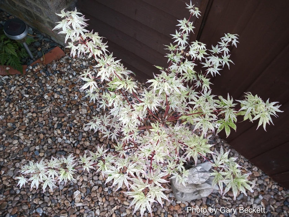 FOR PICKUP ONLY | Acer palmatum 'Ukigumo' Floating Clouds Japanese Maple | DOES NOT SHIP