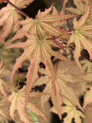 - FOR PICKUP ONLY | Acer palmatum 'Nebula' Variegated Japanese Maple | DOES NOT SHIP - Mr Maple │ Buy Japanese Maple Trees
